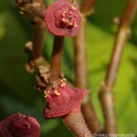 Euphorbia umbellata (Pax) Bruyns